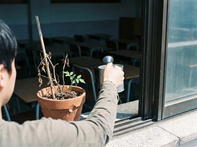 아침 햇빛이 드는 창턱의 화분. 마른 줄기 옆에서 새 방울토마토 순 두 잎이 올라와 있고, 그 초록만 화면에서 색을 갖고 있다. 오른쪽에서 등을 돌린 사람이 물뿌리개를 들고 있는데, 아직 기울이지 않았다.